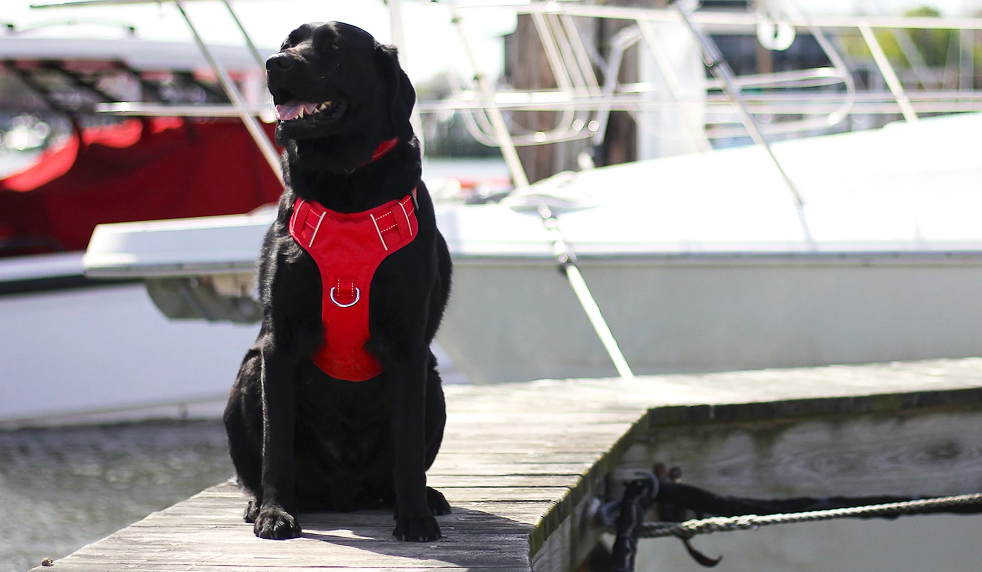 Mystic shop 1 Mystic shop -Mystic shop m2